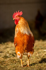 rooster in the farm
