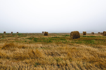 Fototapeta premium Straw field in the morning fog at the end of summer