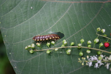caterpillar on a leaf