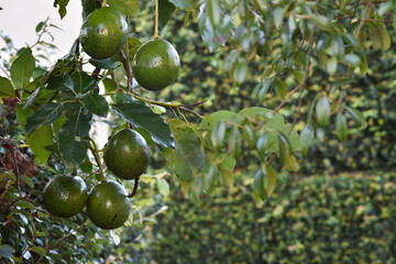 árvore com abacates. frutas frescas e orgânicas