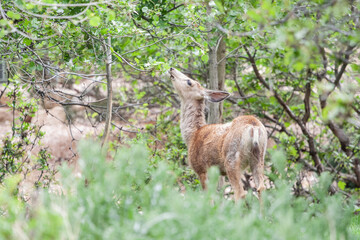 Tree Munching Deer
