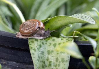 A snail crawls on a leaf of a flower in a flowerpot. © milkovasa