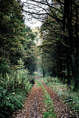 Poland - path in the forest