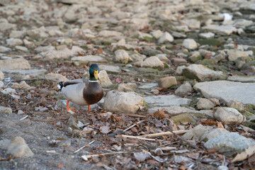 Mallard Duck stands on a ground