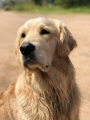Fototapeta premium Portrait d'un jeune Golden Retriever posant devant un fond de sable en Corse
