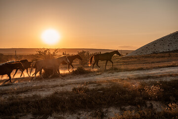 Free horses run, left to nature on the slope of the mountains and sunset. Horses of different colors running up the field kicking up dust.