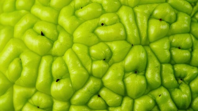 Background. Green textured smooth horizontal motion. Maclura Pomifera macro detail.