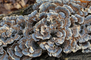 Gray and brown turkey tail mushrooms at Campground Road Woods in Des Plaines, Illinois © John