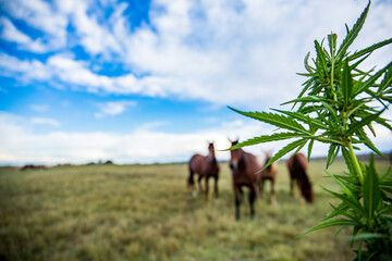 Cannabis and Horses