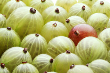 Studio shot of gooseberriy fruits