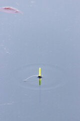 floating in the water of a lake