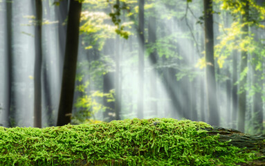 Green mossy log background for product display montages