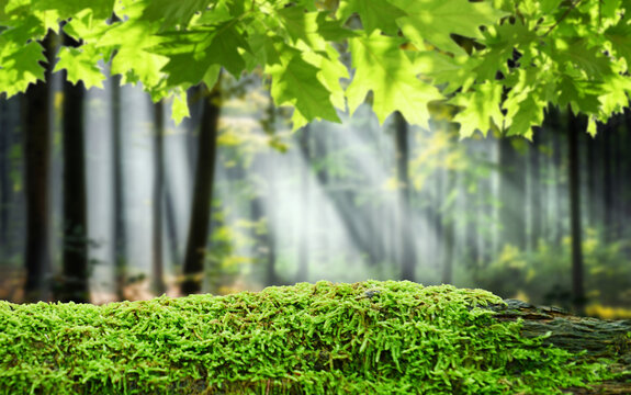 Green mossy log background for product display montages