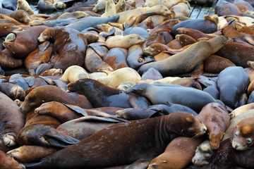 The well-known Pier 39