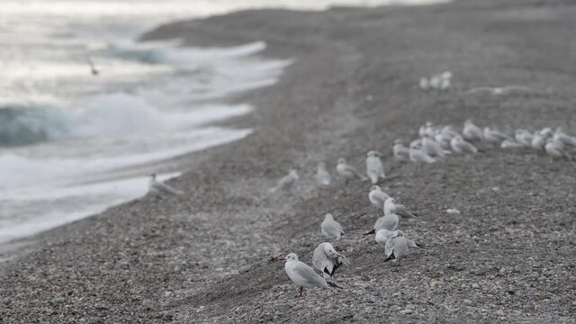 a colony of seagulls on the Sicilian sea in autumn