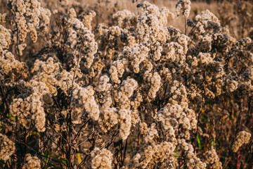 dry plants, background, meadow, autumn, background