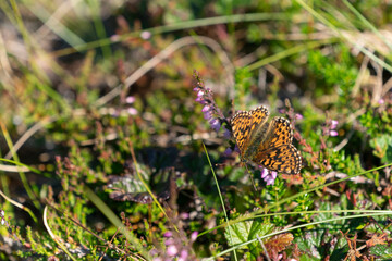 Small pearl-bordered fritillary (Boloria selene)