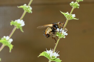 Macro photography of a fly sitting on a flower.
