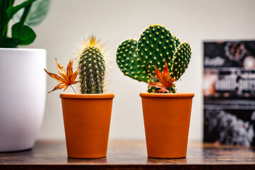 Two little cactuses in orange pot on vintage wooden shelf, with rusty autumn leaves decorating alongside