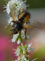 Macro photography of a fly sitting on a flower.
