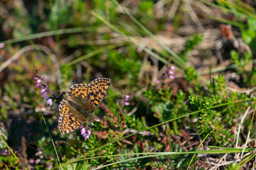 Small pearl-bordered fritillary (Boloria selene)