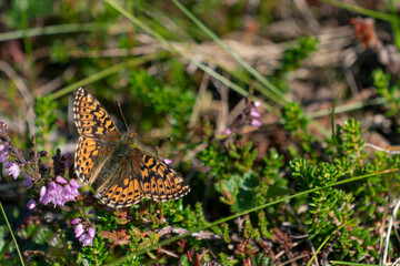 Small pearl-bordered fritillary (Boloria selene)