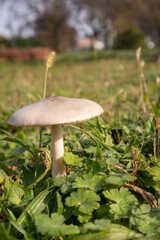 mushroom in the grass close up