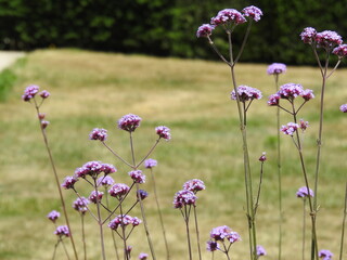 Delicate pink flowers on thin stems