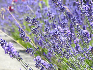 Densely growing purple-blue flowers