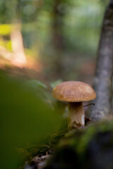 White mushrooms in the woods, on a background of leaves, bright sunlight. Boletus. Mushroom