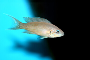 Obraz premium Brichardi Cichlid, African Tanganyika Princess fish - (Neolamprologus brichardi) 