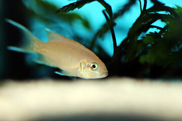 Brichardi Cichlid, African Tanganyika Princess fish - (Neolamprologus brichardi) 