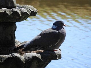 A pigeon sits on a fountain