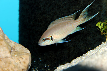 Brichardi Cichlid, African Tanganyika Princess fish - (Neolamprologus brichardi) 