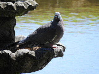 A pigeon sits on a fountain