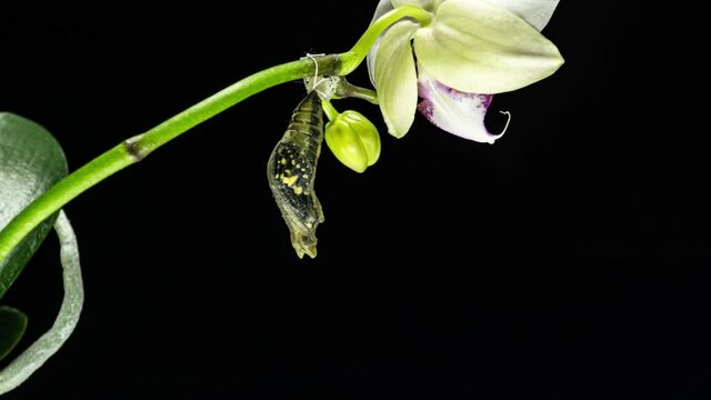 Development and transformation stages of lime Butterfly -Papilio demoleus - malayanus hatching out of pupa to butterfly. Isolated on black background. Time lapse