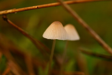 mushrooms in the autumn forest