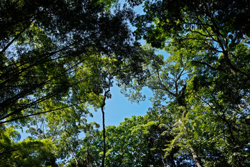 Trees tropical rainforest view from below, Brazil