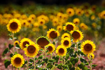 CAMPO DE GIRASOLES ILUMINADOS POR EL SOL EN VERANO