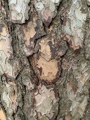 tree texture