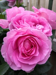 pink roses in a garden
