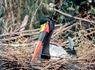 Stork or Jabiru stork setloglevel incubates eggs in the nest. © okyela