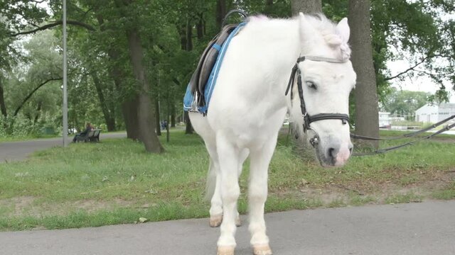 white pony stands in the autumn park