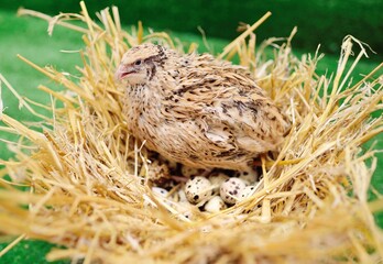 a domestic quail sits in a nest and hatches quail eggs.Poultry farm, agriculture