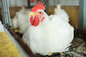 A big broiler rooster sits in a cage against the background of a poultry farm. Broiler chicken breeding.