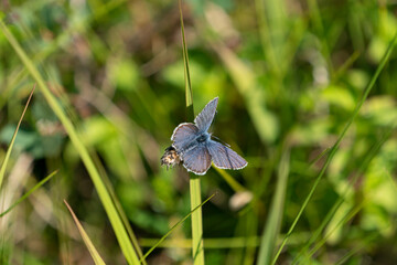 The common blue butterfly (Polyommatus icarus) butterfly on the grass