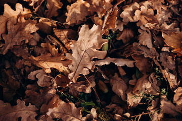 Autumn oak leafs abstract natural background