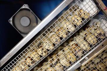 Growing quails on a poultry farm. Many quail eggs close-up in a special box incubator.