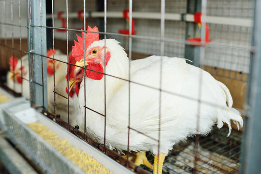 Growing broiler chickens. Huge broiler rooster close-up sitting in a cage and eating feed on the background of a poultry farm.
