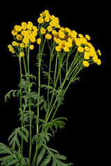 Flowers the medicinal plant of tansy, lat. Tanacetum vulgare, isolated on black background